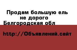 Продам большую ель не дорого. - Белгородская обл.  »    